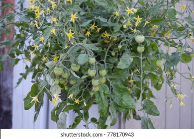 Cherry Tomatoes Plant In Hanging Basket