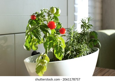 Cherry tomatoes and rosemary grown in a pot in a home vegetable garden, in the white kitchen in Scandinavian style. - Powered by Shutterstock