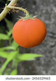 Cherry tomatoes are small, bite-sized tomatoes known for their sweet flavor and vibrant colors.