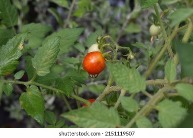 cherry tomatoes and there is water on the surface of the skin of the fruit