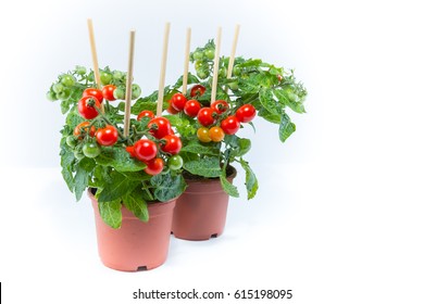 Cherry tomatoes trees planted on brown pots with white background  