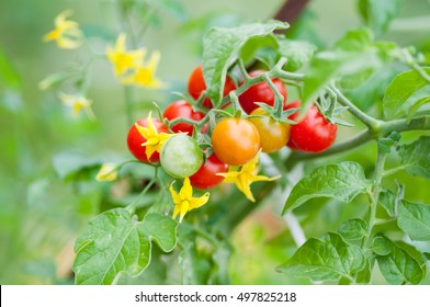 Cherry tomatoes of various ripeness on tomato plant