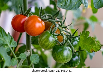 Cherry tomatoes in various stages of ripening. - Shutterstock ID 2178431461