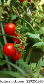cherry tomatoes in the yard