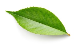 Cherry Top View Leaf Isolated. Cherry leaf On White Top View. Green Fruit Leaves Flat Lay. White Background. Full Depth Of Field. Perfect Not AI Cherry Leaf, True Photo.