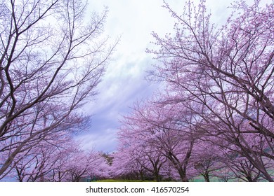 cherry tree