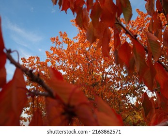 Cherry Tree, Cherry Tree Among Red Leaves, Selective Focus