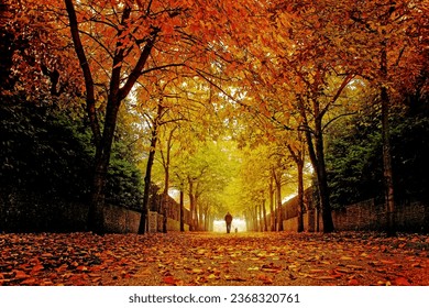 Cherry tree avenue leading to a suburban park - Norfolk, UK: a glowing golden and bronze autumn foliage canopy overhangs a misty early morning pathway, walked by a solitary figure and small dog - Powered by Shutterstock