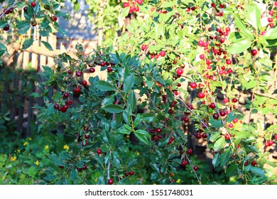 Cherry Tree With Cherry Berries In The Garden