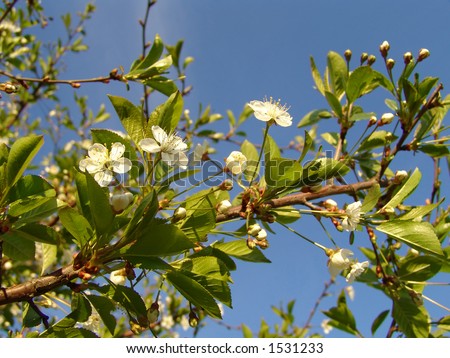A cherry tree in bloom
