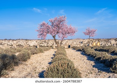Cherry tree in bloom and rows of lavender plants at Göreme, Cappadocia, Türkiye