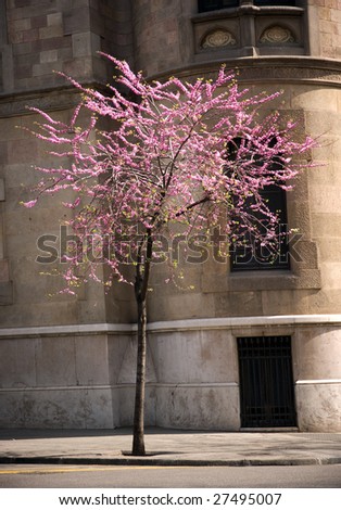 Frühling in der Stadt