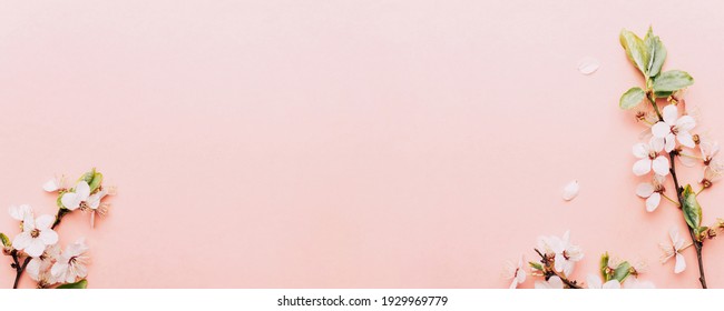Cherry tree blossom. April floral nature and spring sakura blossom on soft pink background. Banner for 8 march, Happy Easter with place for text. Springtime concept. Top view. Flat lay - Shutterstock ID 1929969779