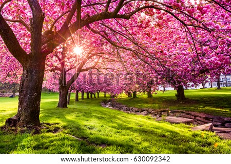 Cherry tree blossom explosion in Hurd Park, Dover, New Jersey. Same trees, with green summer foliage, can be found by searching for photo ID: 707340079
