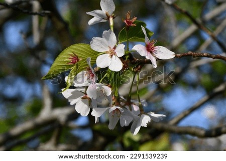 Cherry tree blossoms in Brookside Park in Cleveland, Ohio