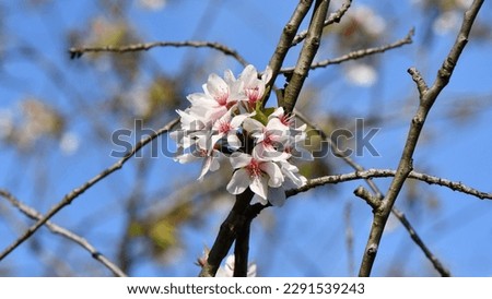 Cherry tree blossoms in Brookside Park in Cleveland, Ohio