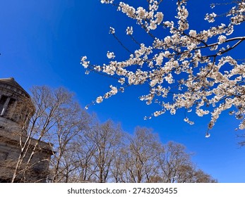 Cherry tree blossoms next to General Grant National Memorial in Morningside Heights, Manhattan, New York City