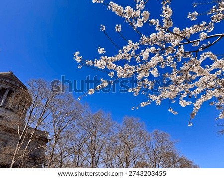 Cherry tree blossoms next to General Grant National Memorial in Morningside Heights, Manhattan, New York City