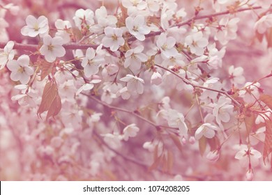 Cherry tree blossoms, soft light