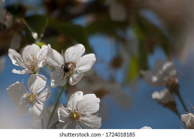 
cherry tree blossoms in spring