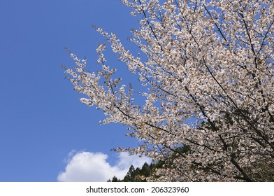 Cherry Tree And Blue Sky