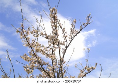 Cherry Tree And Blue Sky