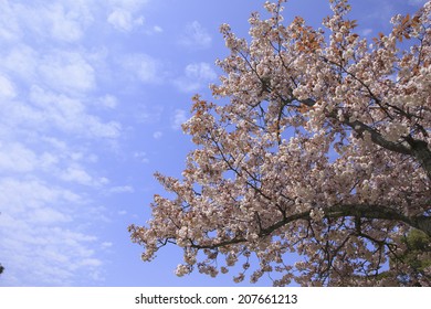 Cherry Tree And Blue Sky