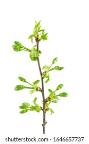Cherry tree branch with fresh leaves and flower buds isolated on white background