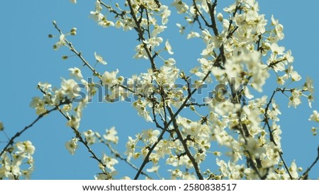 Similar – Image, Stock Photo Small white flowers shine from the darkness in the forest
