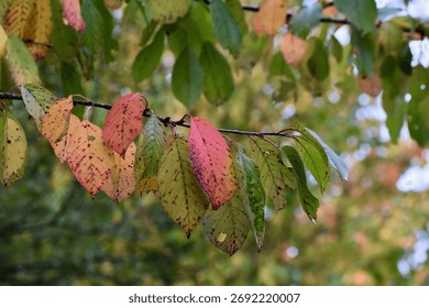 Cherry tree branch with multicoloured foliage
A spectrum of green, yellow, and red leaves with black spot disease marks seasonal transition.