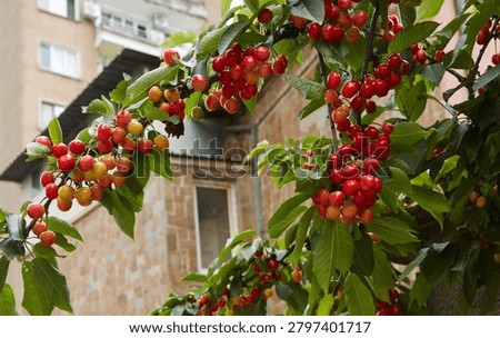 Cherry tree branches display clusters of ripe red and yellow cherries with a residential building visible in the background