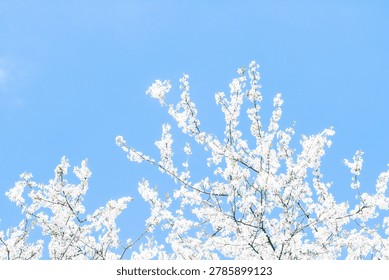 Cherry tree branches full of delicate white blossoms under a bright blue sky, presenting a scene of springtime renewal