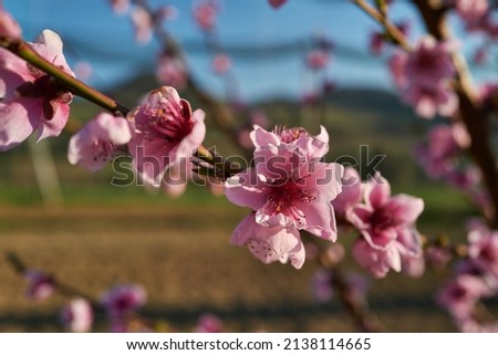 Cherry tree with branches full of pink flowers, bloomed in spring. Isolated plant in a cultivated field