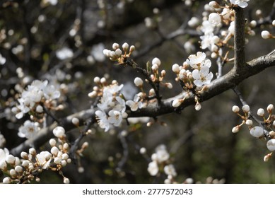 Cherry tree branches show clusters of white blossoms blooming in the spring. The scene captures nature waking up with new life and color in a park setting.