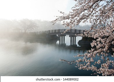 Cherry tree and bridge in the fog. - Powered by Shutterstock