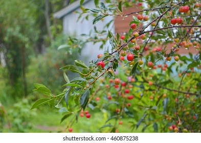 Cherry tree in the countryside
