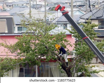 Cherry tree, crane and worker in Japan (桜 sakura 手入れ 安全 作業)