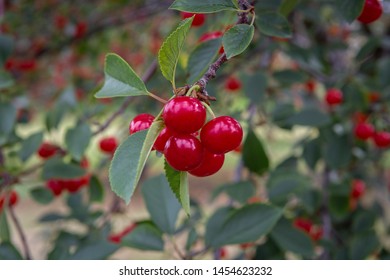 Cherry Tree In Door County Wisconsin