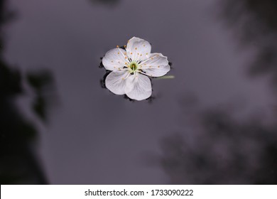 Cherry Tree Flower Floating On The Water.