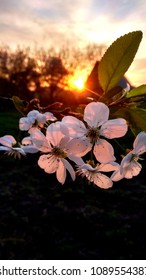 Cherry tree flowers against setting sun. white cherry flowers and beautiful sunset. Light shining through flowers.