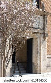 Cherry tree in front of old building
