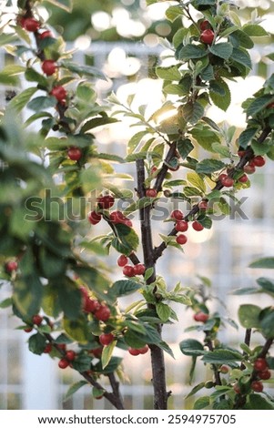 a cherry tree in front of the yard