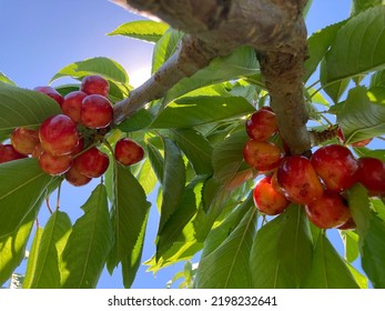 Cherry Tree With Its Fruits Rainier Cherries