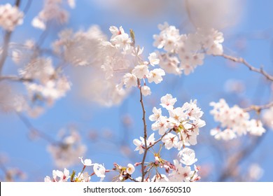 Cherry tree in full bloom - Shutterstock ID 1667650510