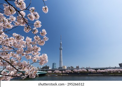 Cherry tree in full bloom along the Sumida River, Tokyo