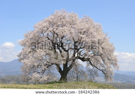Cherry tree in Japan Stock photo © 