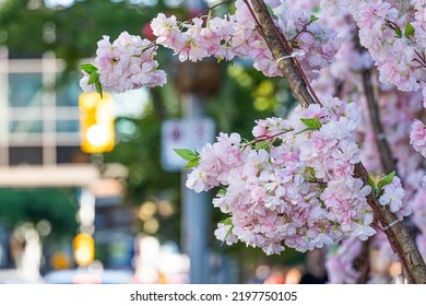 Cherry Tree On A City Street In Downtown Winnipeg