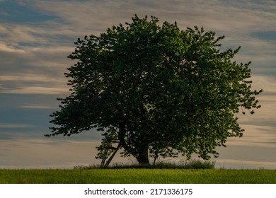 Cherry tree on green grass meadow in Krkonose mountains in spring fresh evening - Shutterstock ID 2171336175