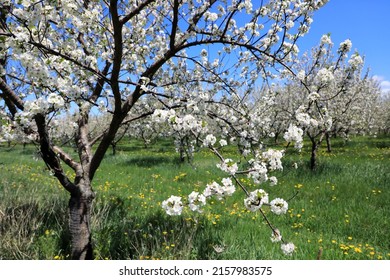 A cherry tree orchard with the trees in bloom during the spring in Northern Michigan. - Shutterstock ID 2157983575