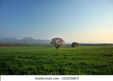 Cherry Tree In A Pasture.  Akan Mashu
 National Park.